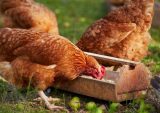 Phương pháp phối trộn thức ăn cho gà thịt