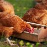 Phương pháp phối trộn thức ăn cho gà thịt